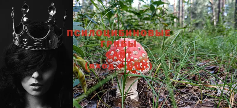 Галлюциногенные грибы Psilocybine cubensis  цены   Железноводск 